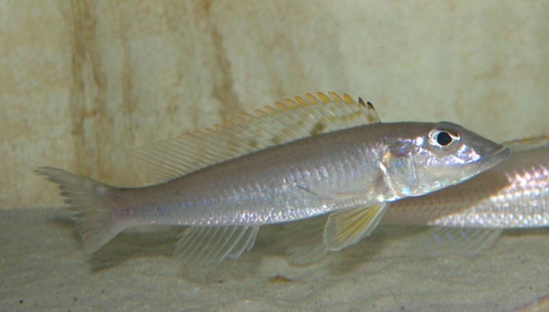 Reganochromis calliurus 'Chituta Bay'